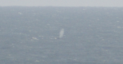 Fin whale, blowing off Power Head, east Cork 03/12/09 © Herman Baily